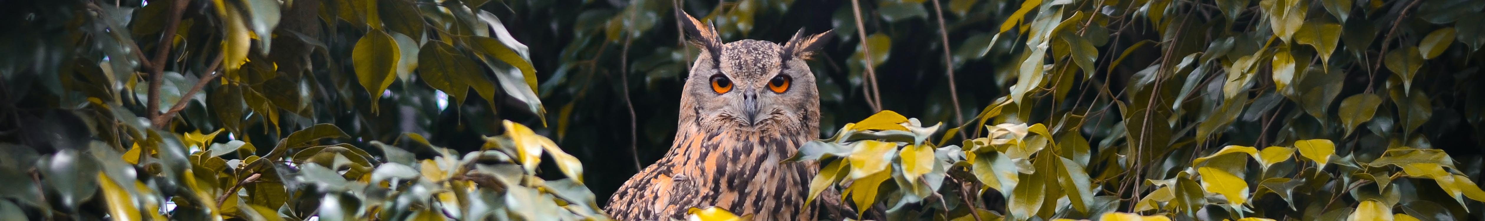 long eared owl