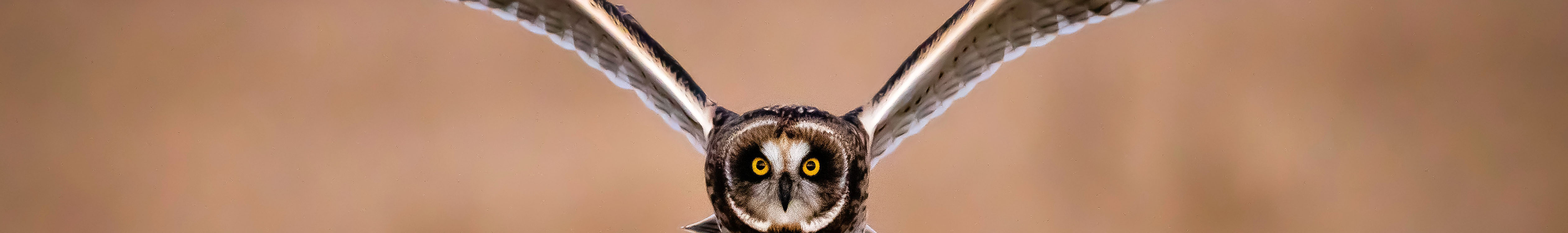 short eared owl