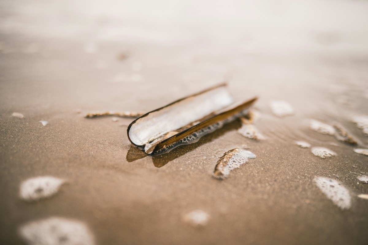 A razor clam on Formby Beach