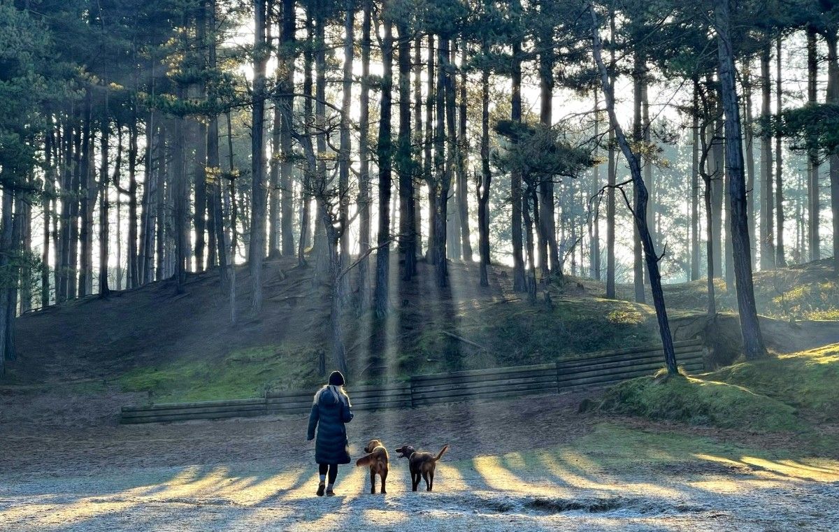 A woman walking her dogs at the Formby Woods by Formby Beach