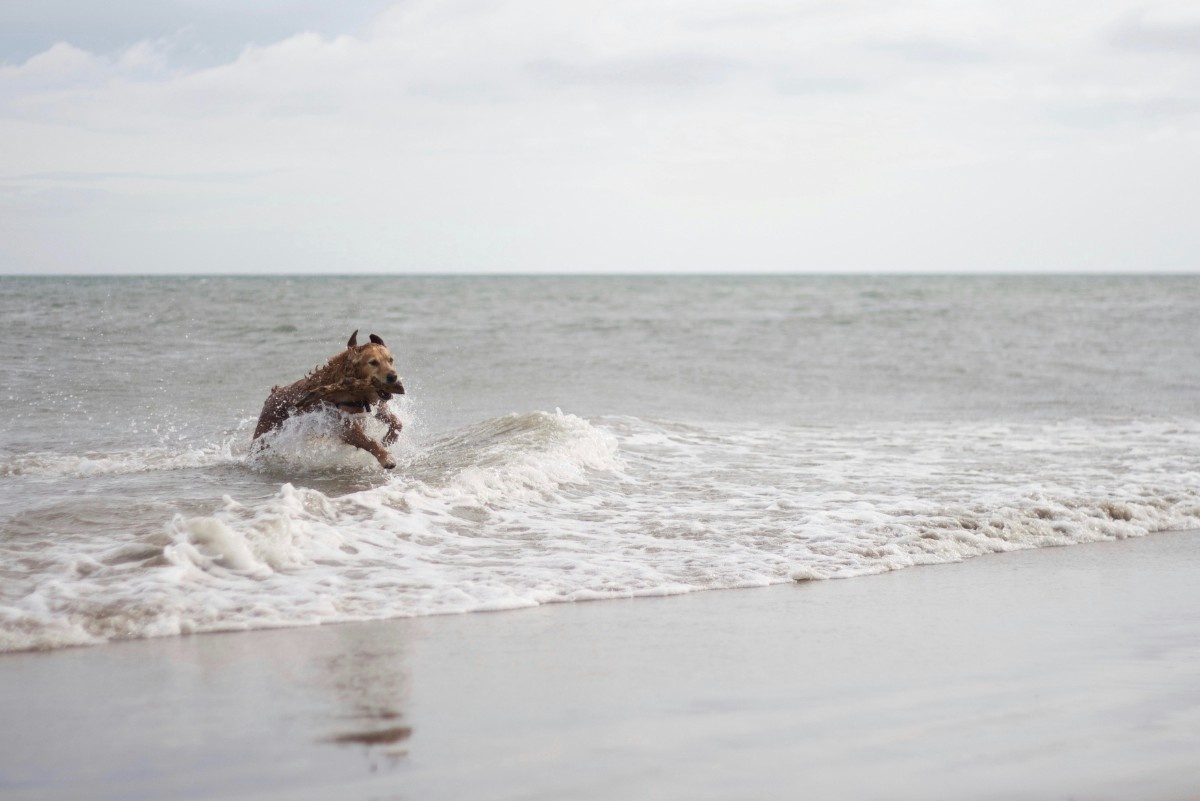 A dog with a stick in his mouth running out of the sea at Holkham beach