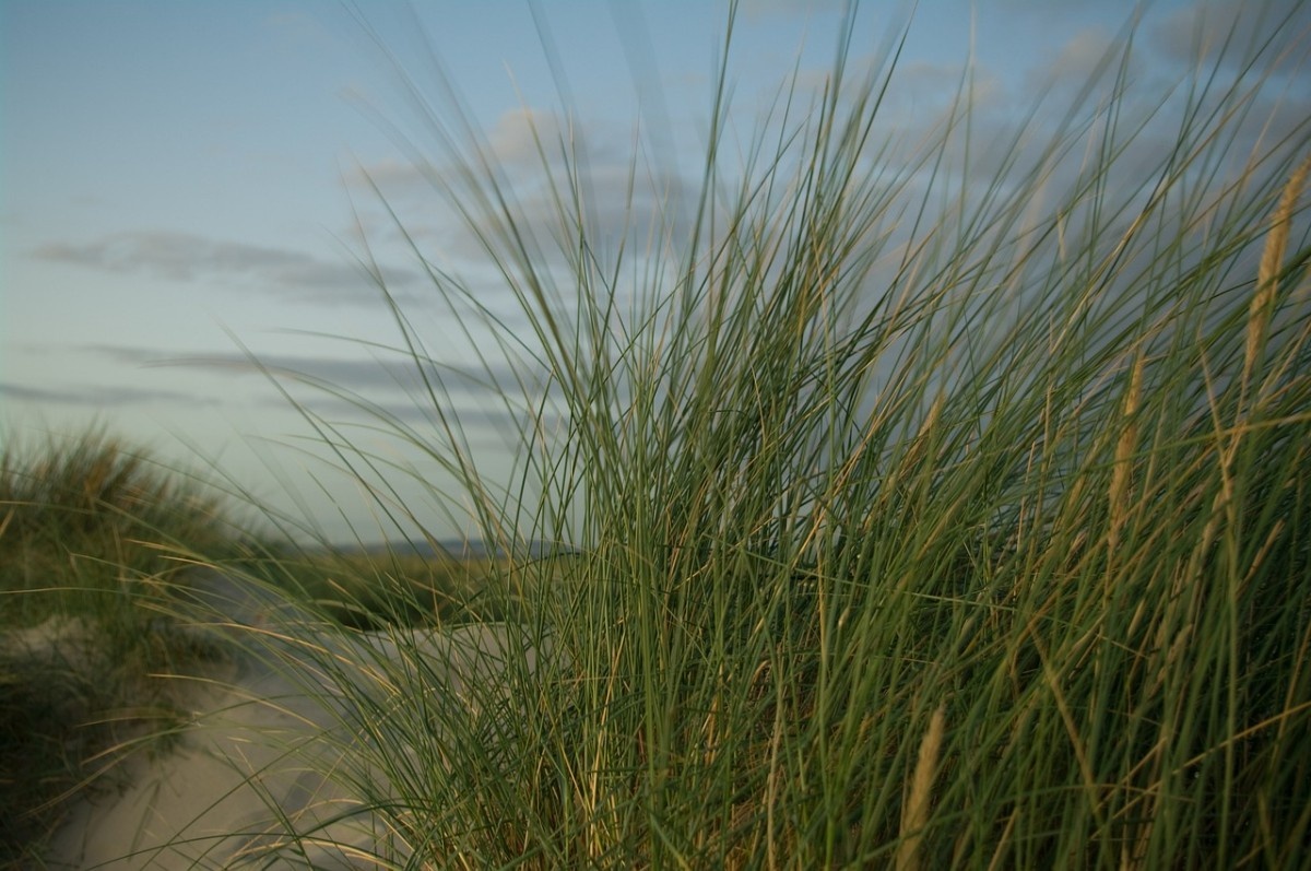 Grass growing in the sand dunes of West Wittering Beach