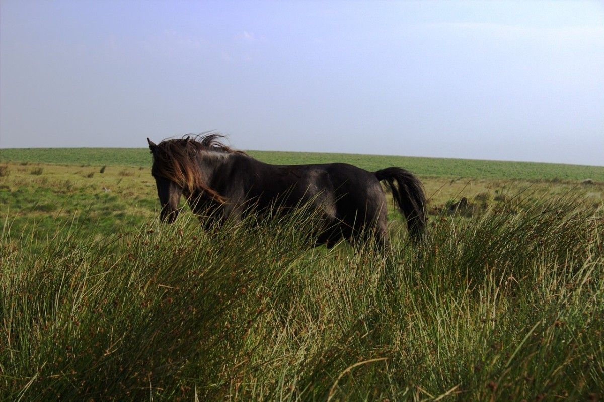 A horse in a field in Dartmoor