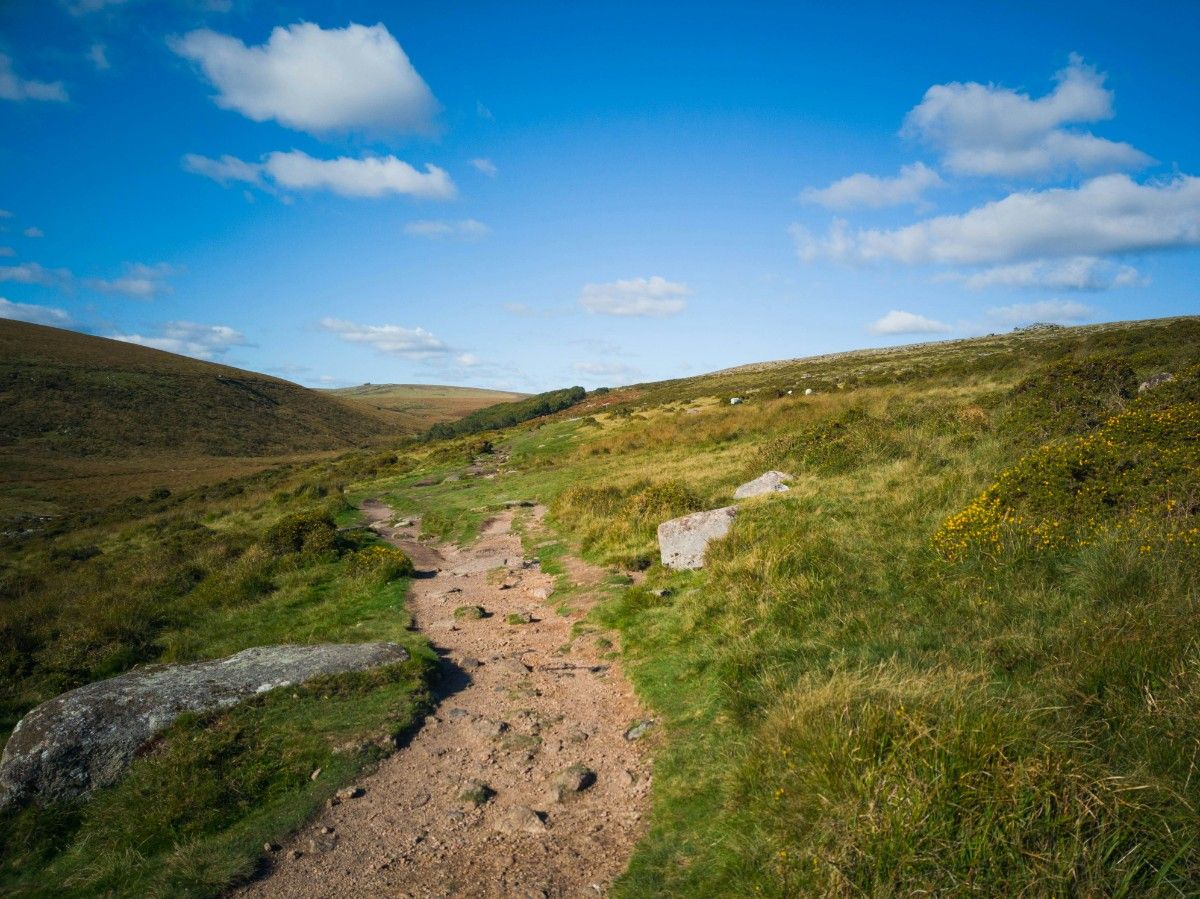 A field in Dartmoor National Park 