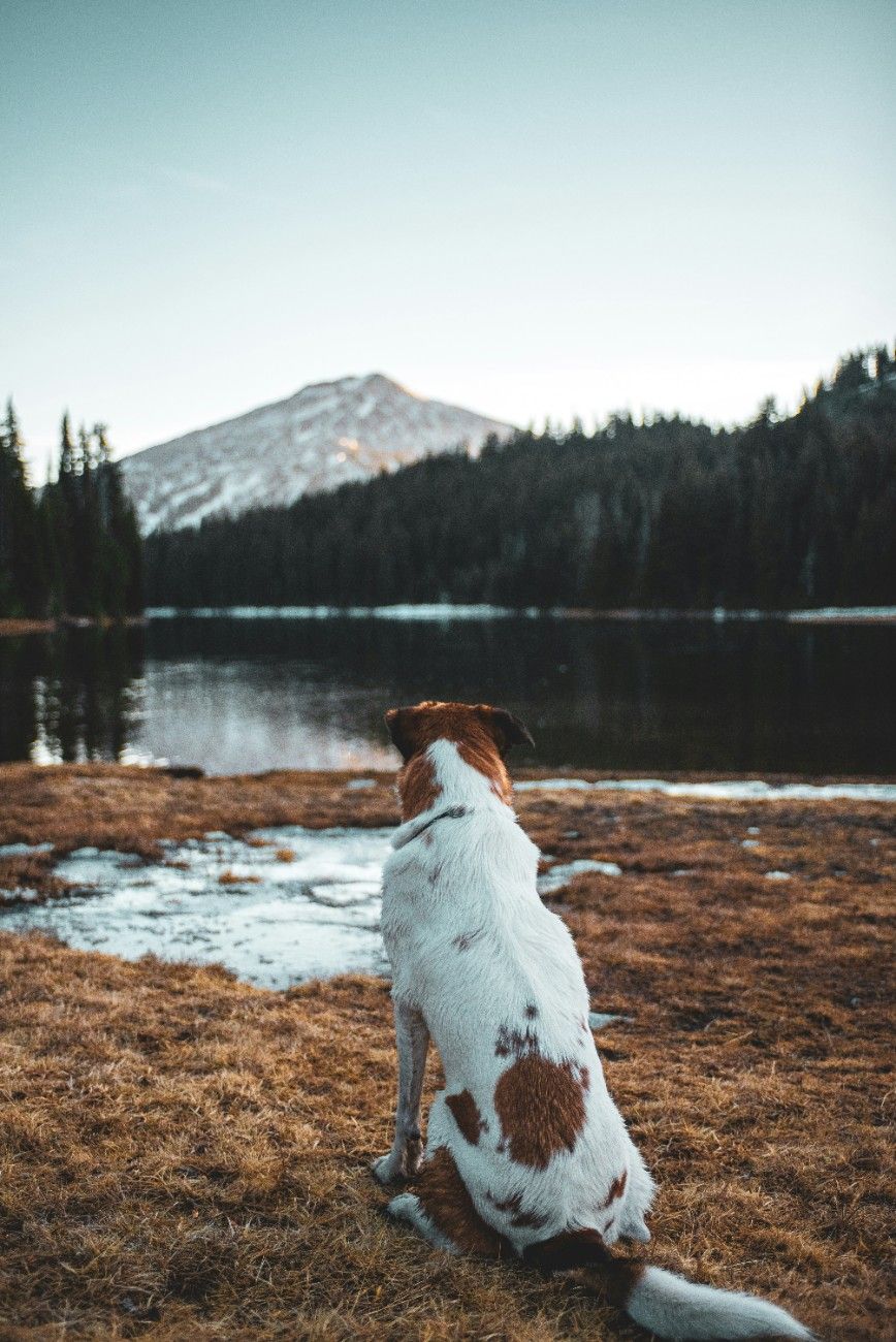 A dog sat by the water