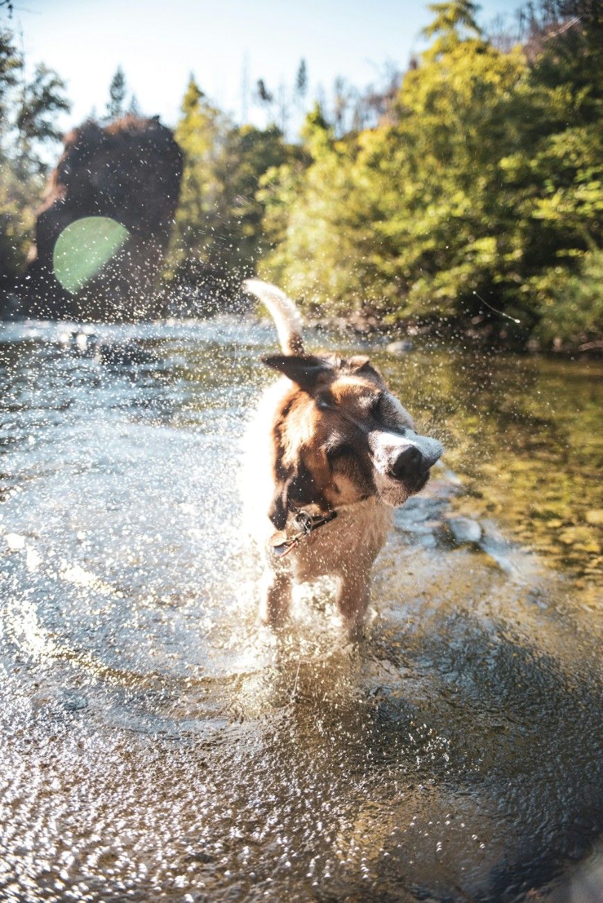 A dog in the water 