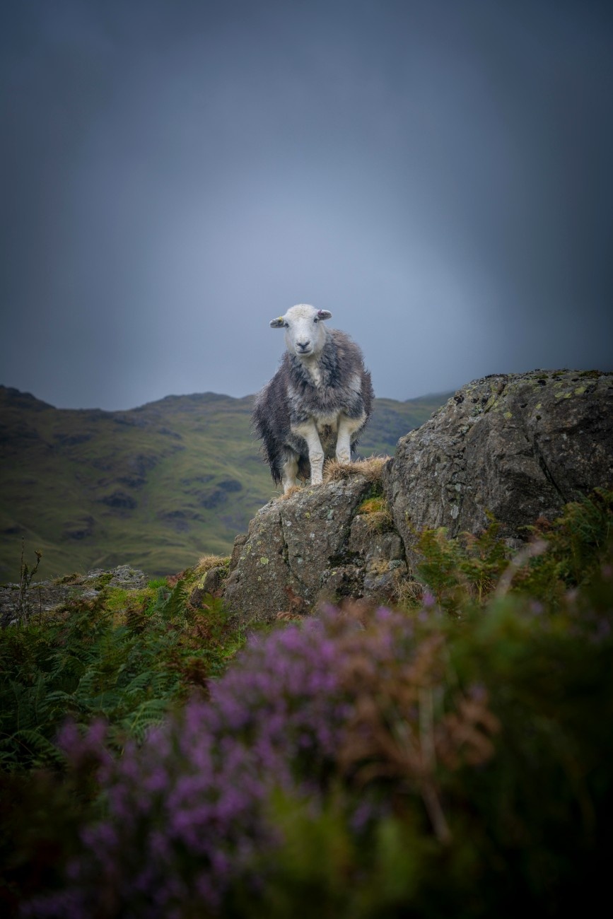 A sheep on a rock covered in heather in Great Langdale