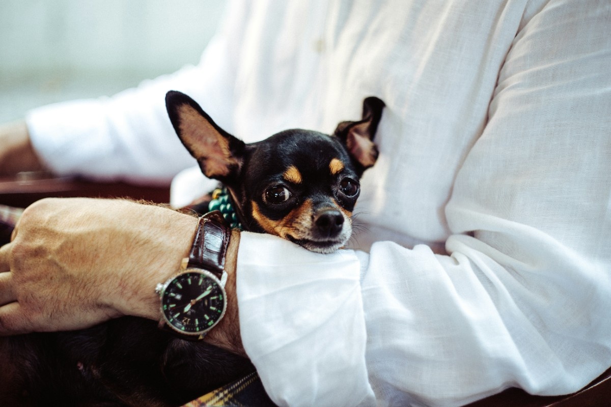 A dog on its owners arm in a hotel lobby 