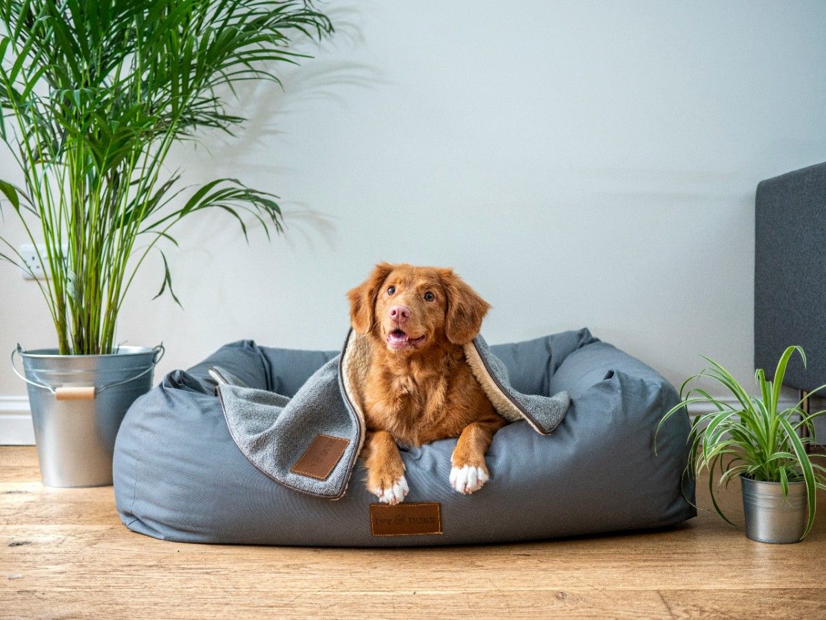 A dog in his basket with his tongue sticking out 