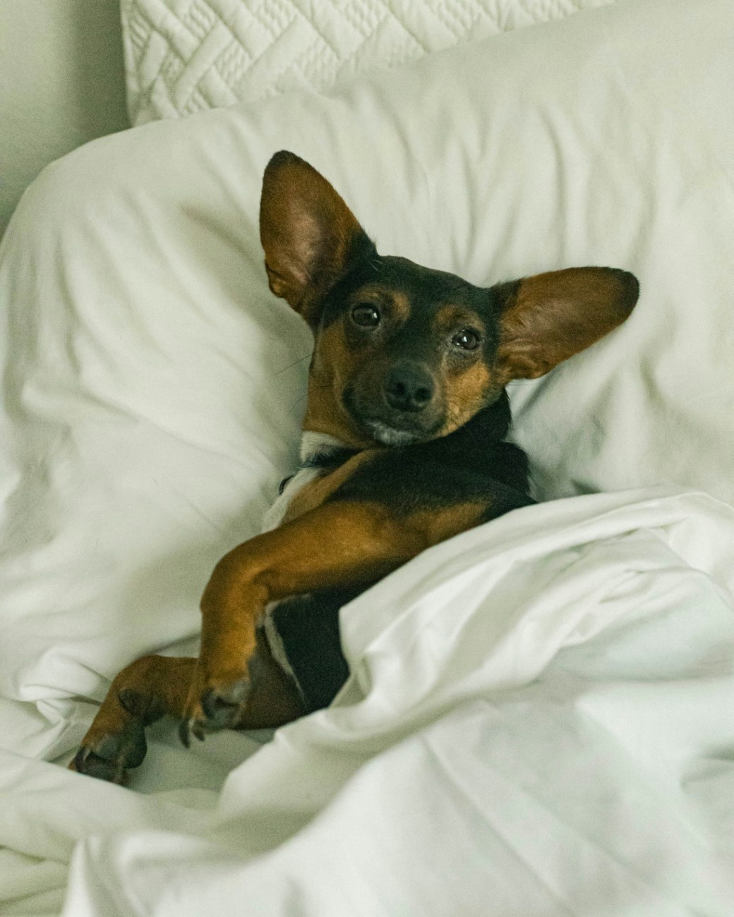 A dog cosied up in a bed