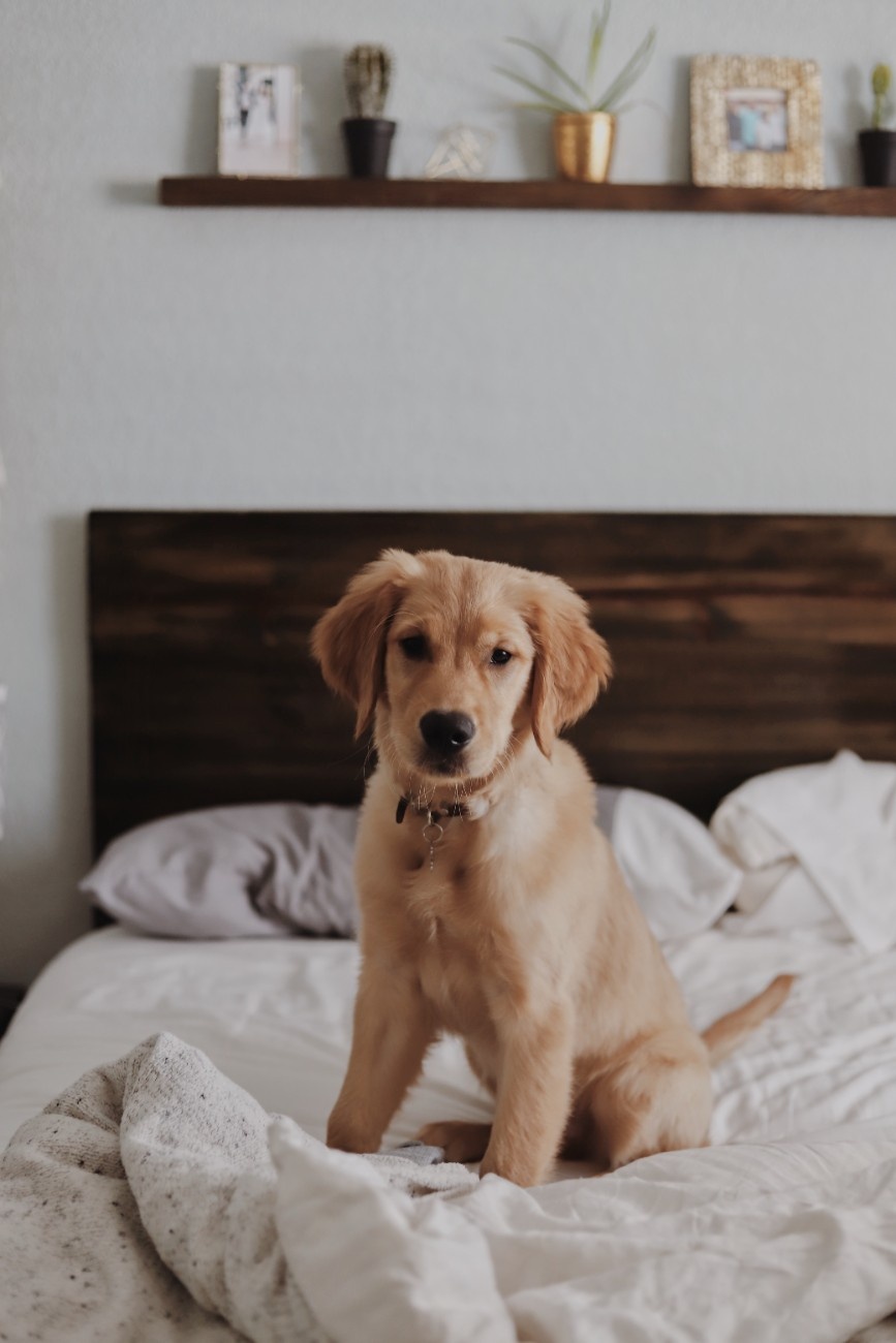 A puppy sat on a hotel bed 