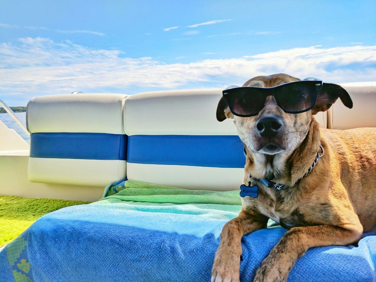 A dog chilling on a sun lounger 