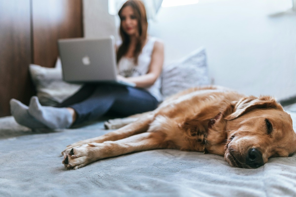 A dog sleeping next to its owner on a hotel bed whilst the owner works on her laptop 