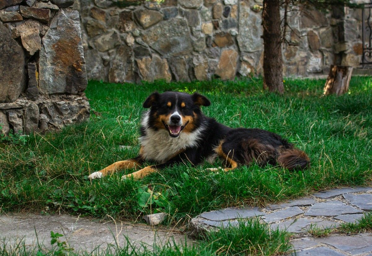 An image of a collie sat in the garden of a cottage 