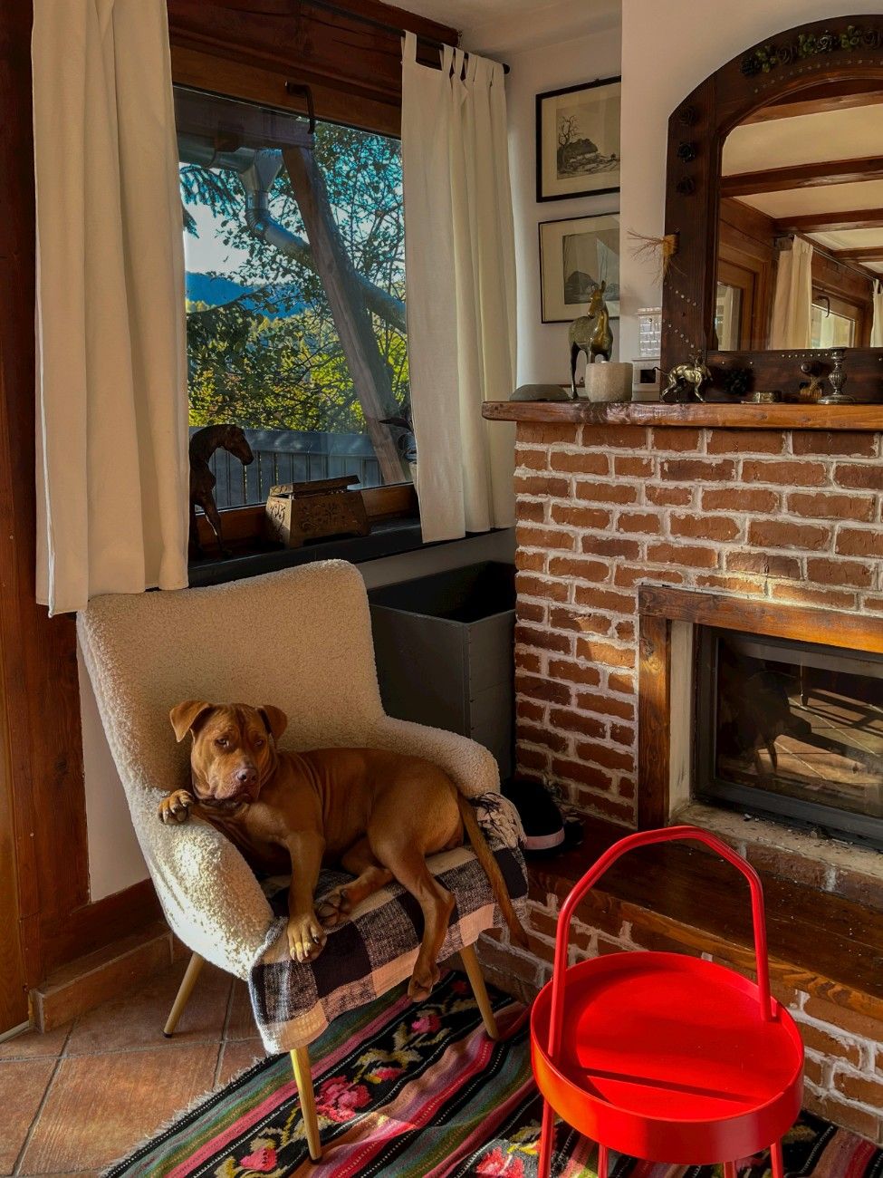 A dog sat on a chair in a cottage 