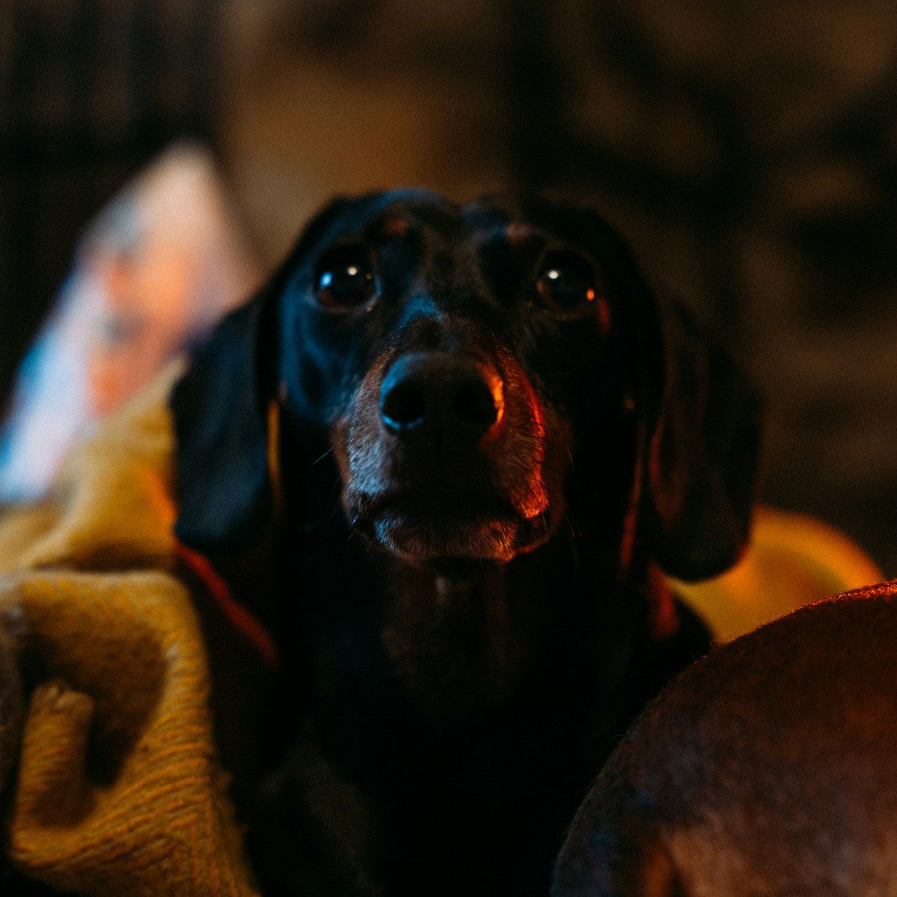 A daschund on their owner's lap in a cottage 