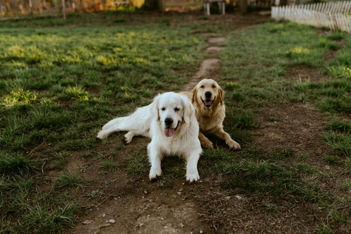 Two labradors in a cottage garden 