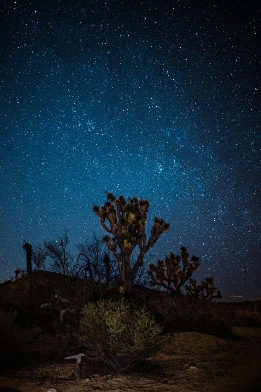 A tree with a night sky behind 