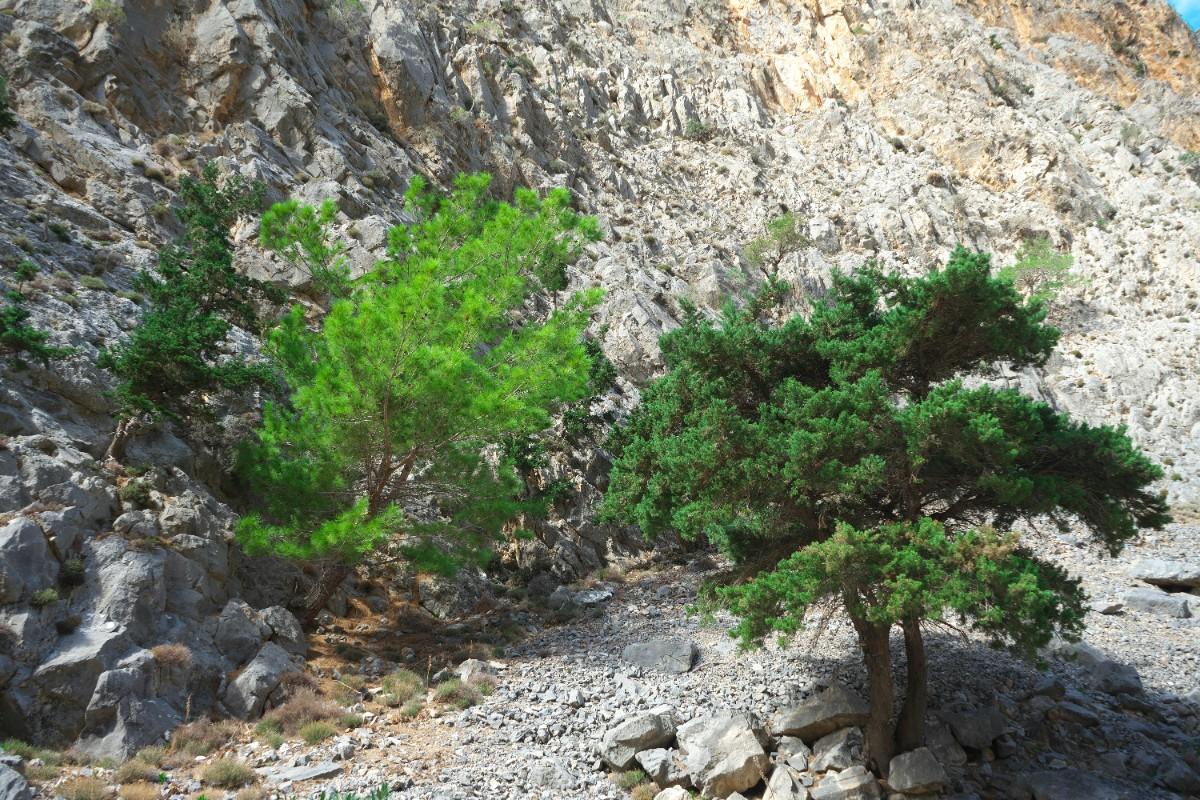 The Samaria Gorge in Crete