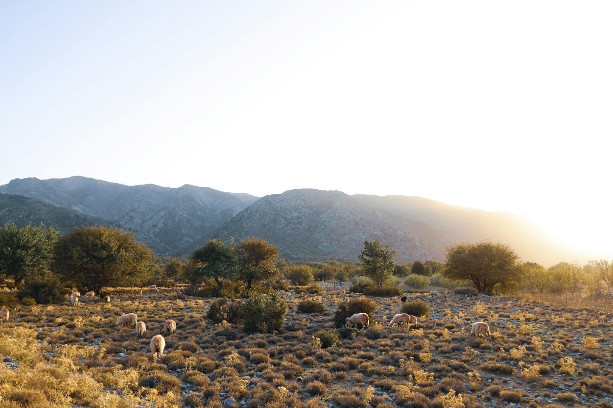 The evening glow over Samaria Gorge with sheep roaming