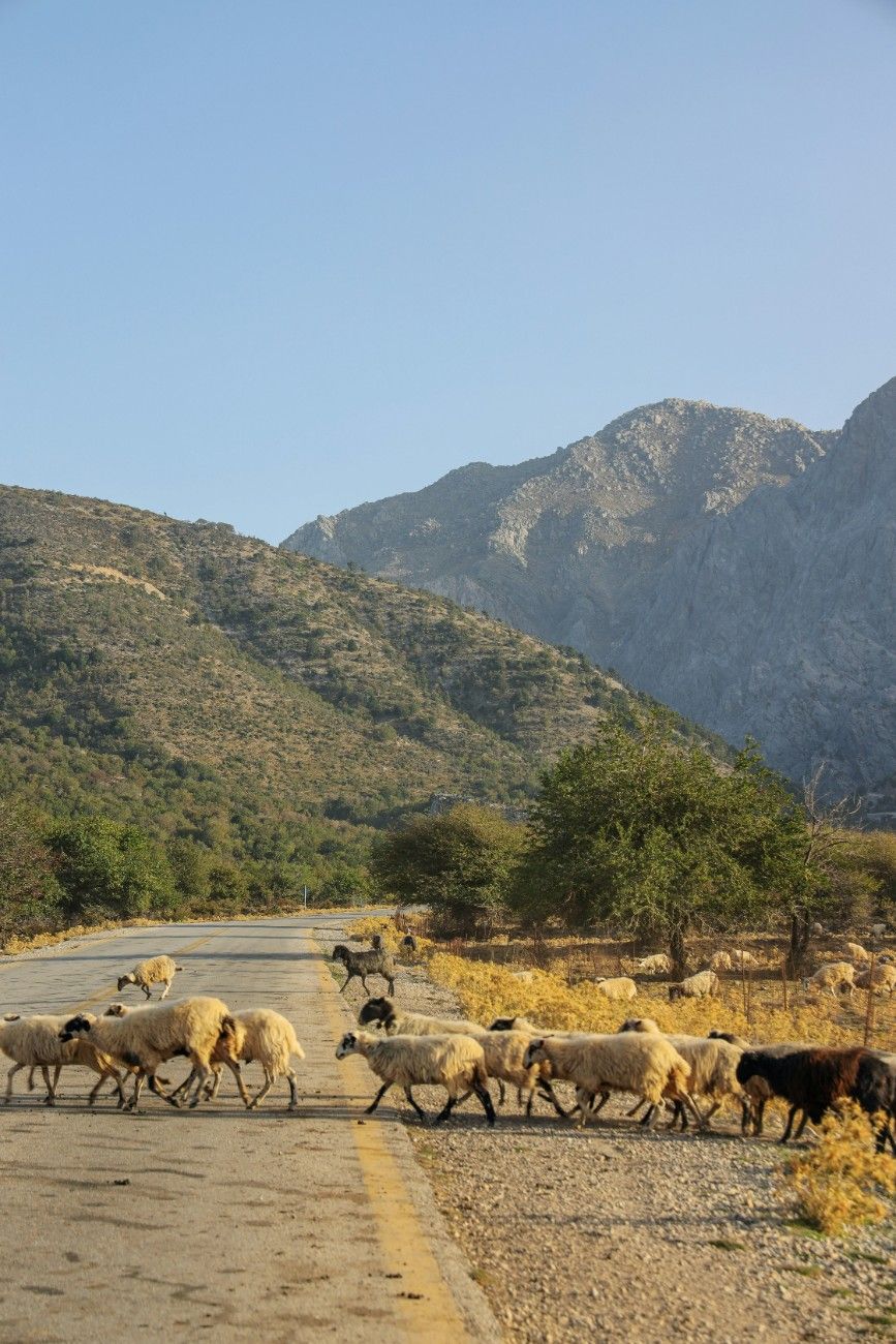 Sheep crossing the road in Samaria Gorge 