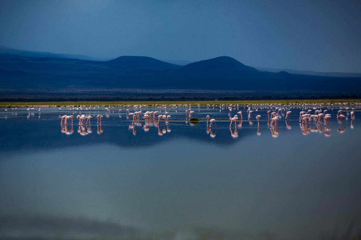 Flamingos in a lake on Amboseli National Park 