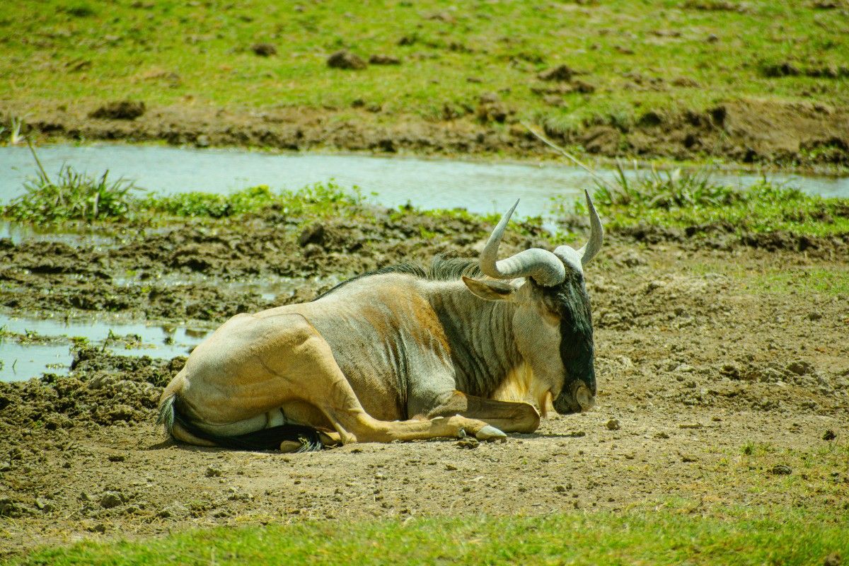 A wildebeest in Amboseli National Park