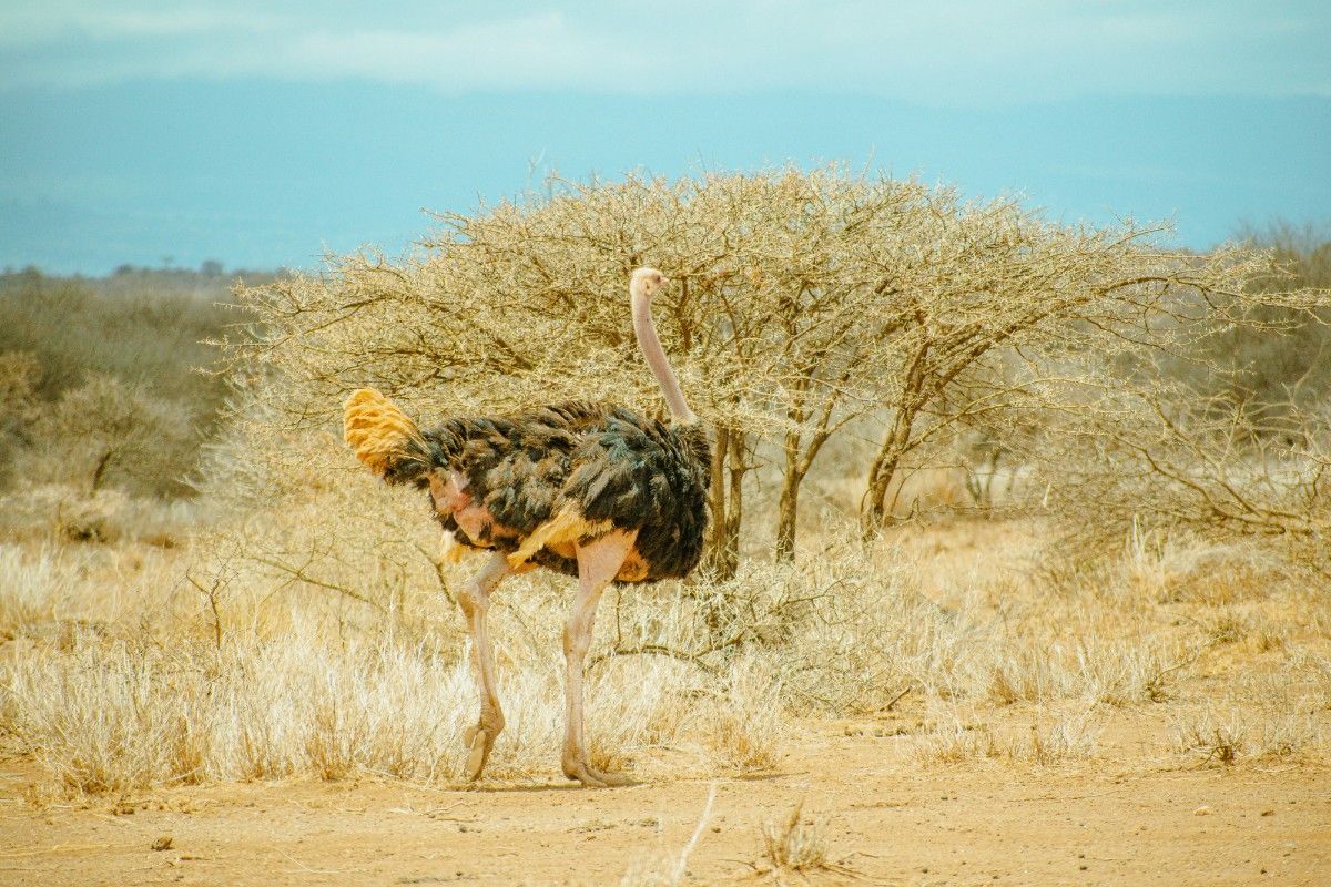 An ostrich by a tree in Amboseli National Park 