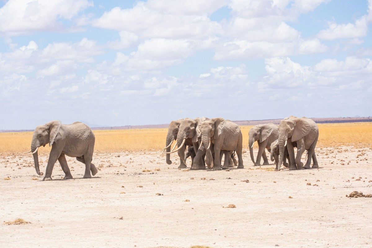 Elephants in Amboseli National Park