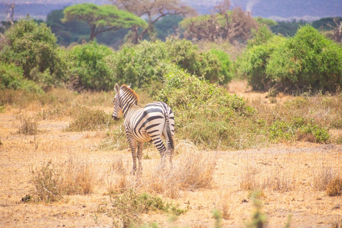 A zebra in Amboseli National Park 