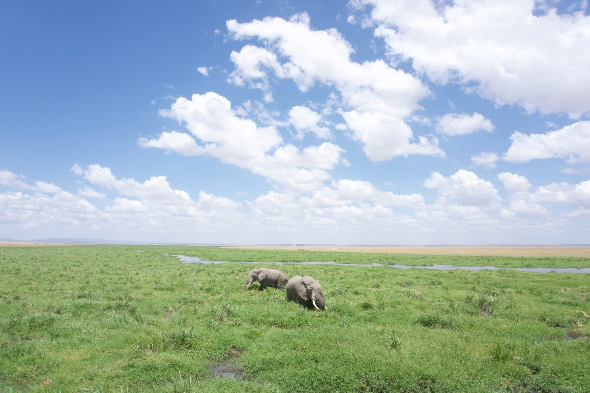 Elephants in Amboseli National Park