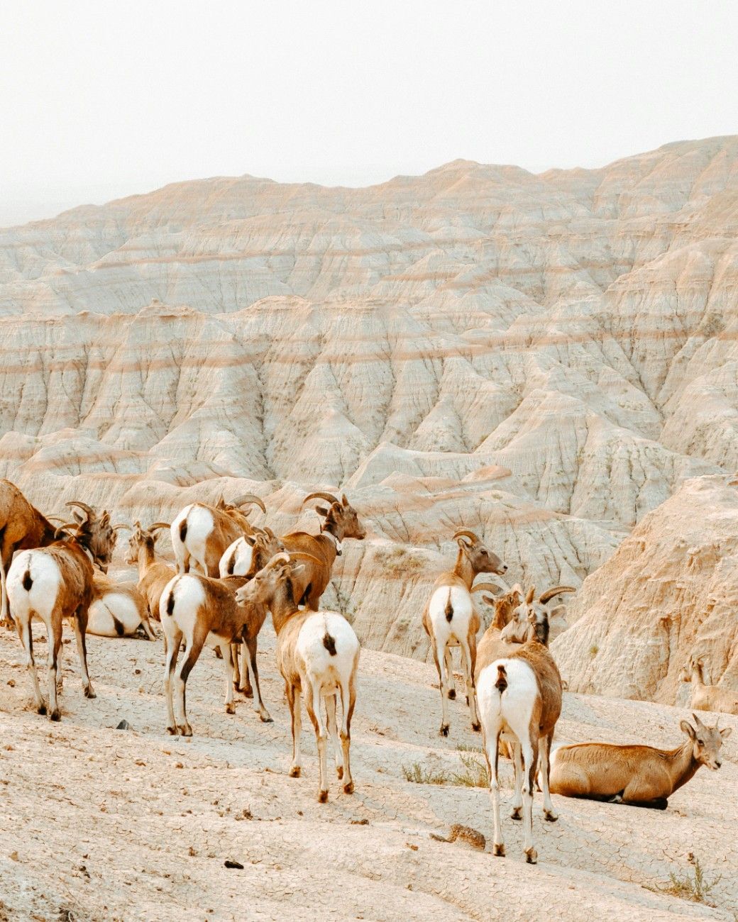 A group of pronghorn antelope in Badlands National Park 