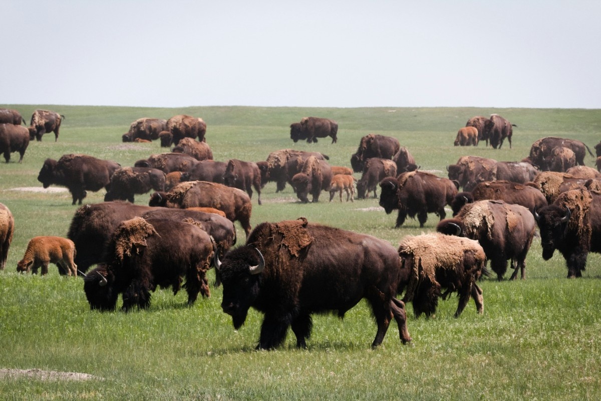 An image of buffalos roaming Badlands National Park 