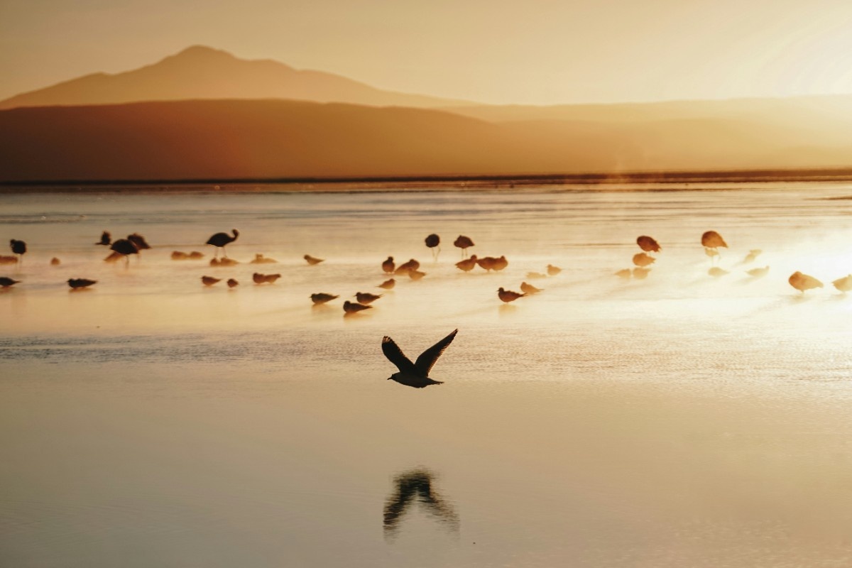 Birds on the Salar de Uyuni