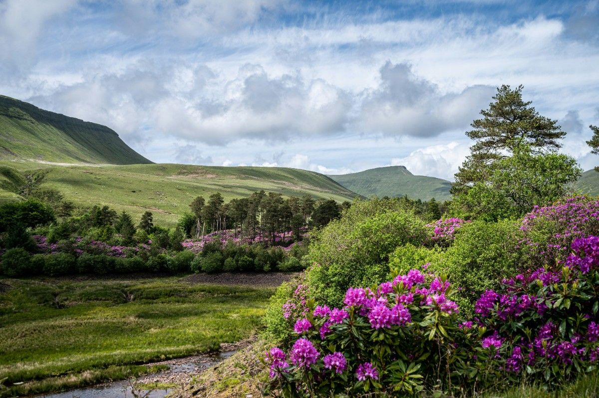 The Brecon Beacons in bloom 