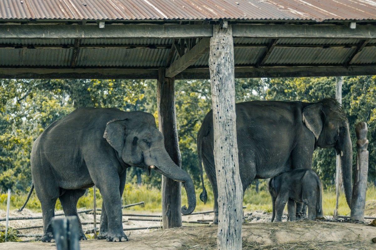 Elephants in Chitwan 