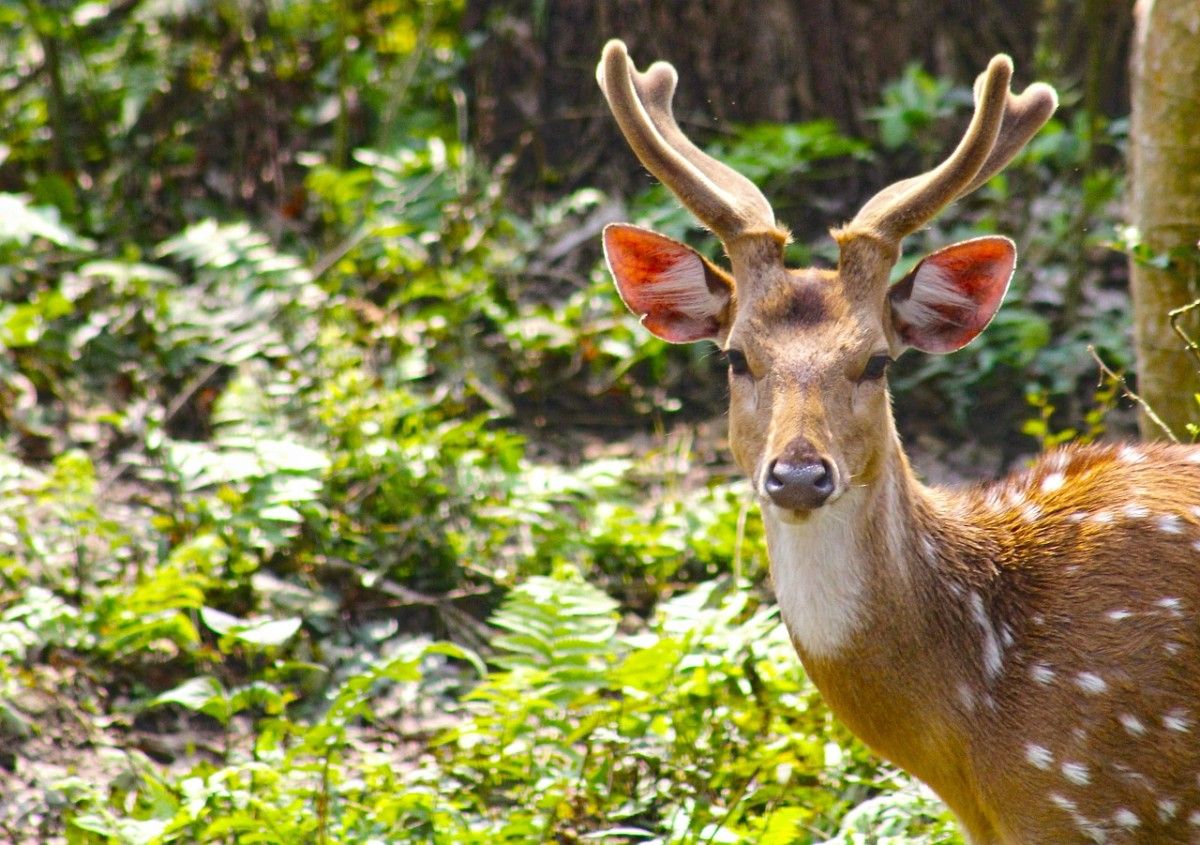 A deer in Chitwan National Park 