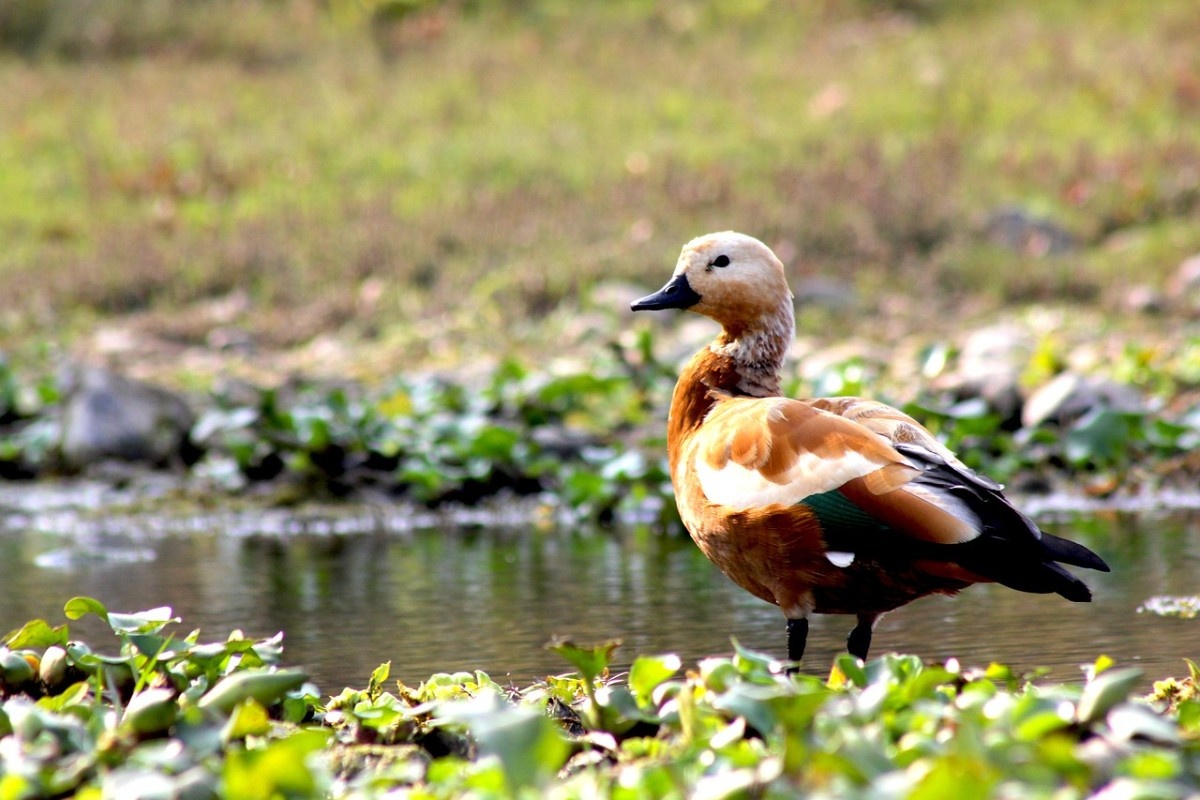 A bird by water in Chitwan National Park 