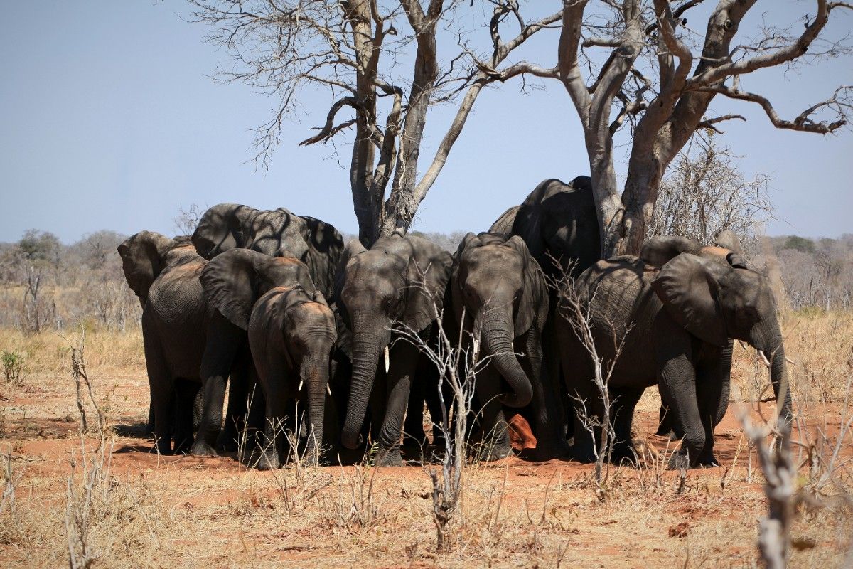 A herd of elephants in Chobe National Park