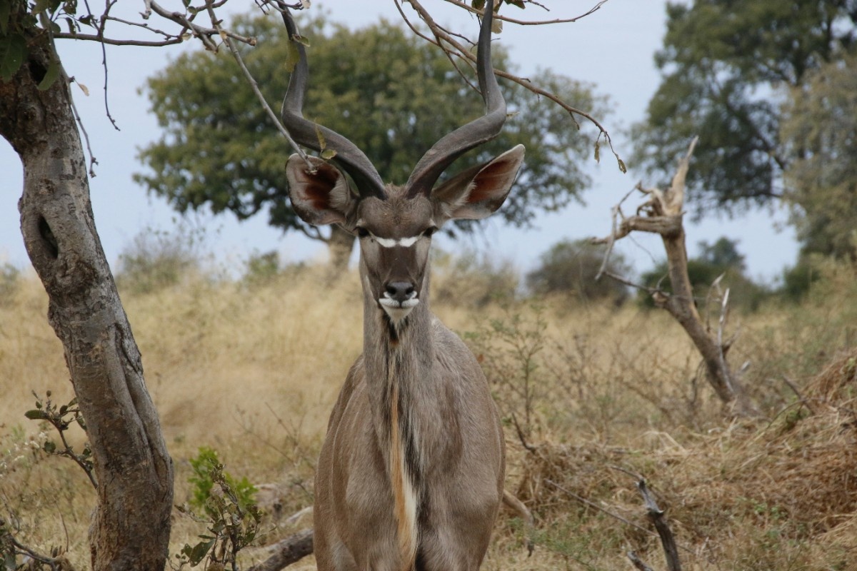 A deer in Chobe National Park 