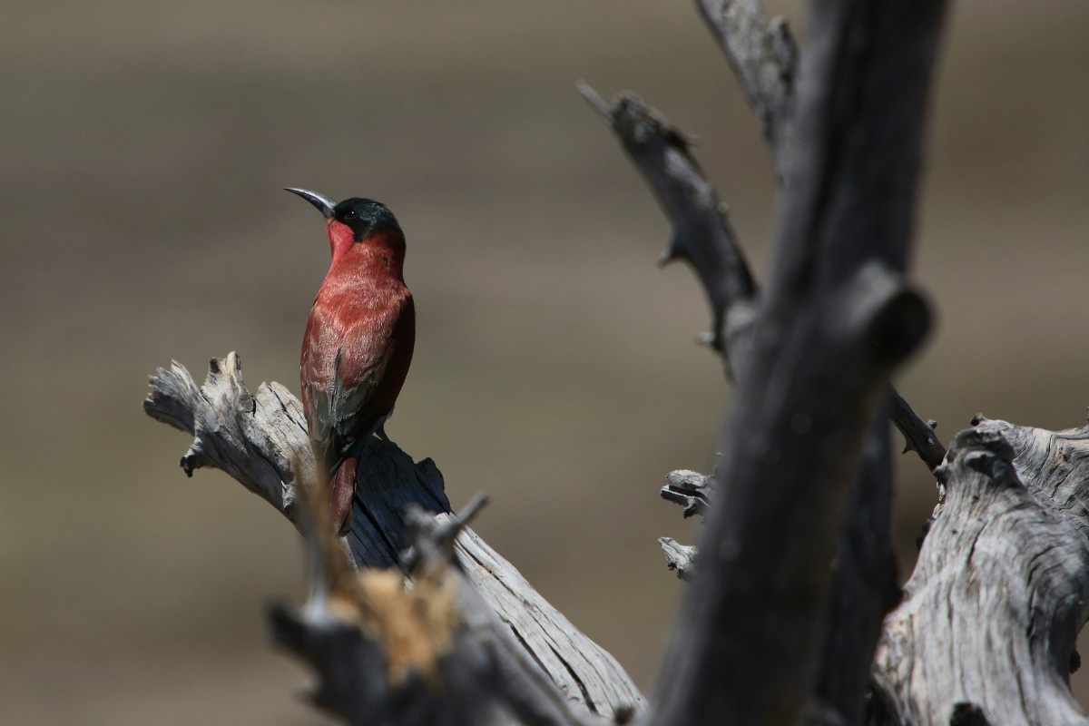 A bird in Chobe National Park