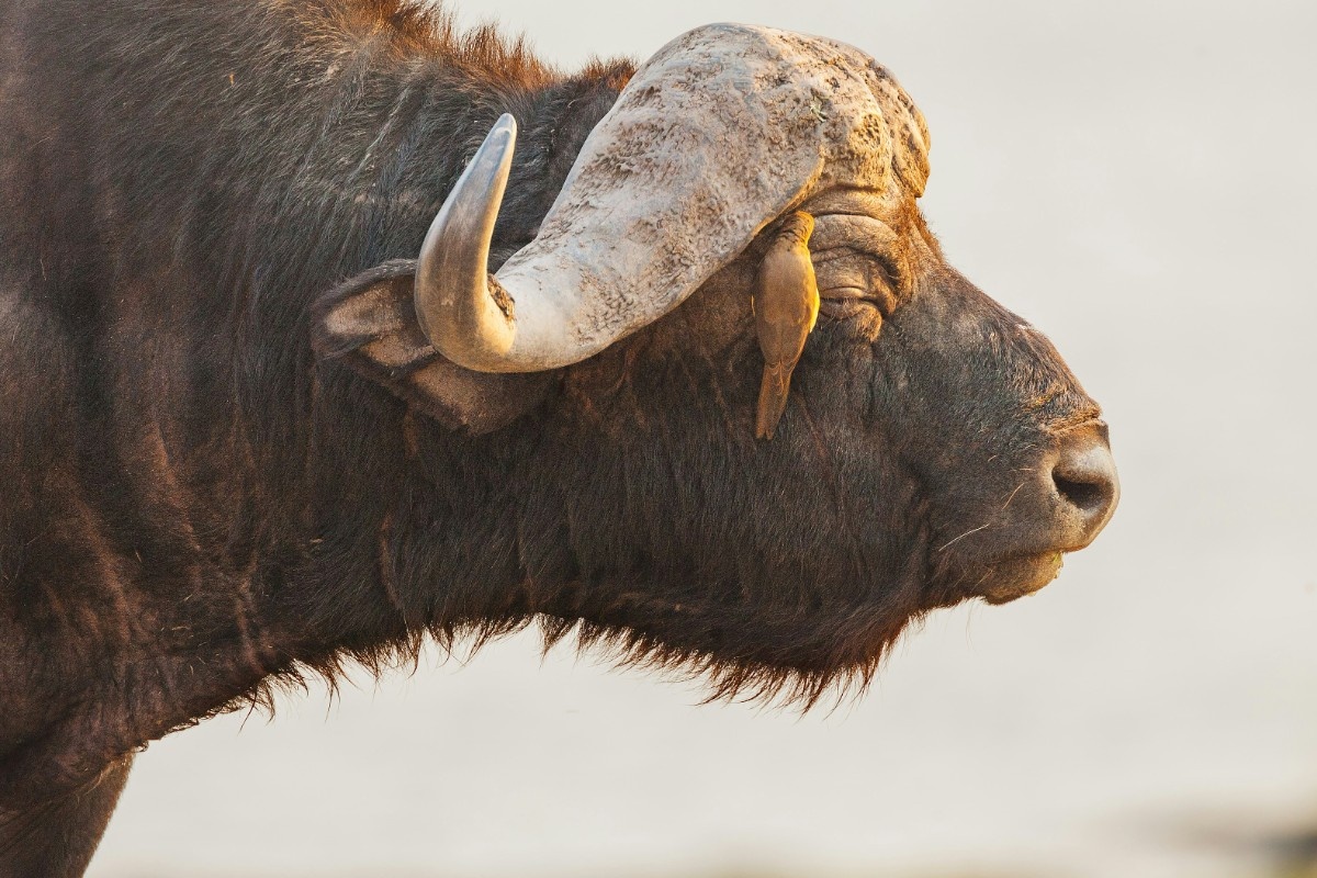 A buffalo in Chobe National Park with a bird eating the insects off of him 