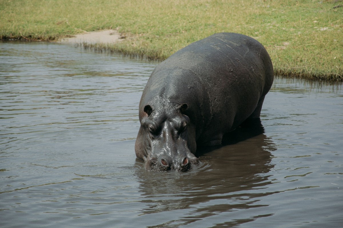 A hippo in the river in Chobe National Park