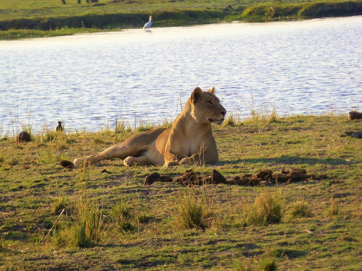 A lion in Chobe National Park