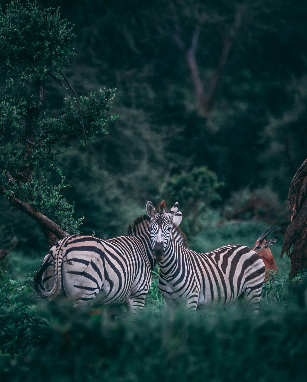 Zebras in Chobe National Park 