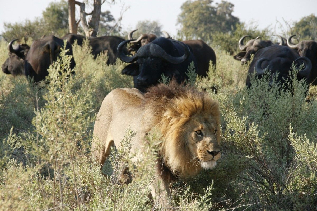 A lion and a herd of buffalo in Chobe National Park 