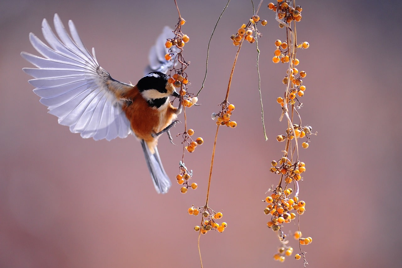 A small bird picking berries from a tree