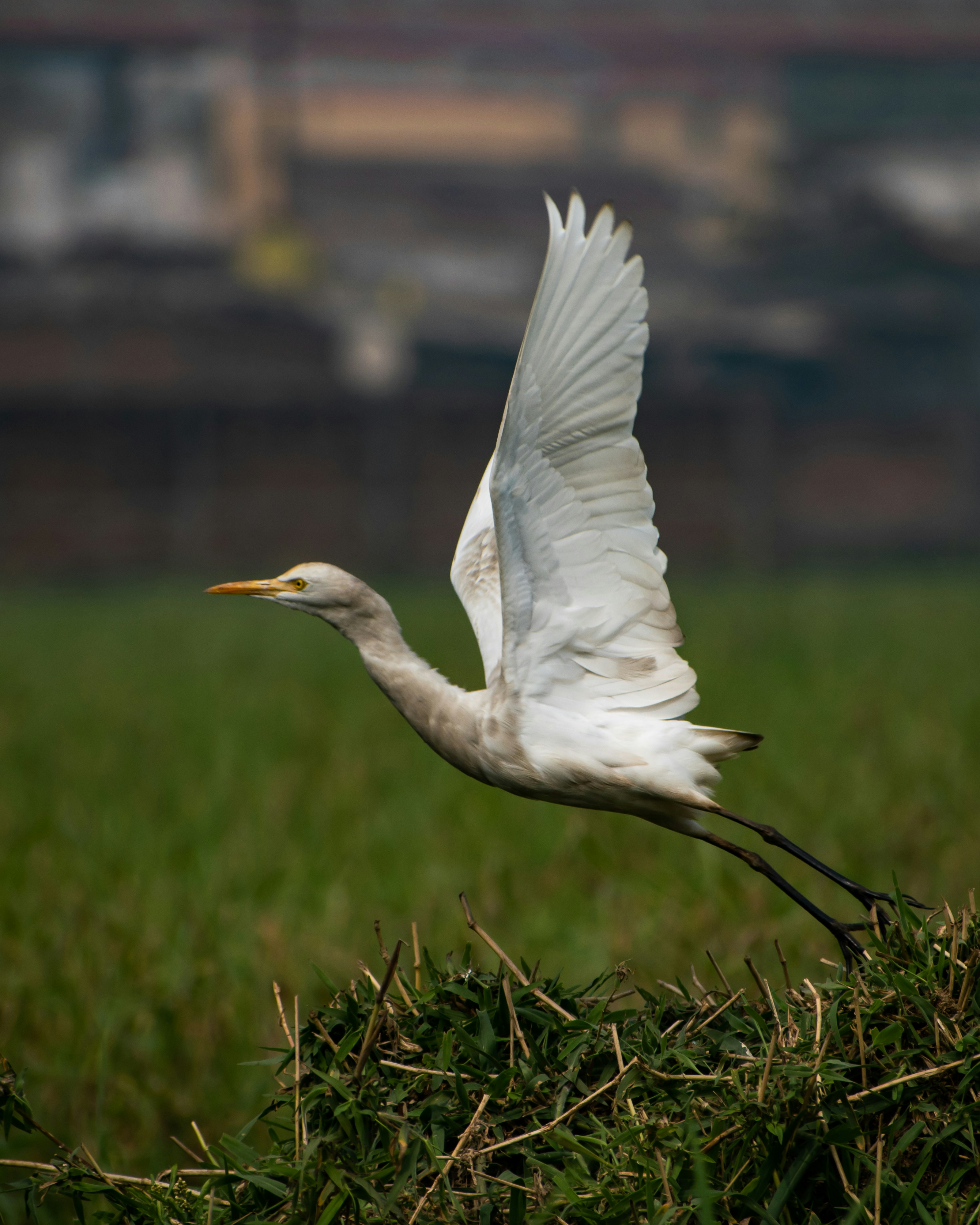 An image of a bird taking flight 