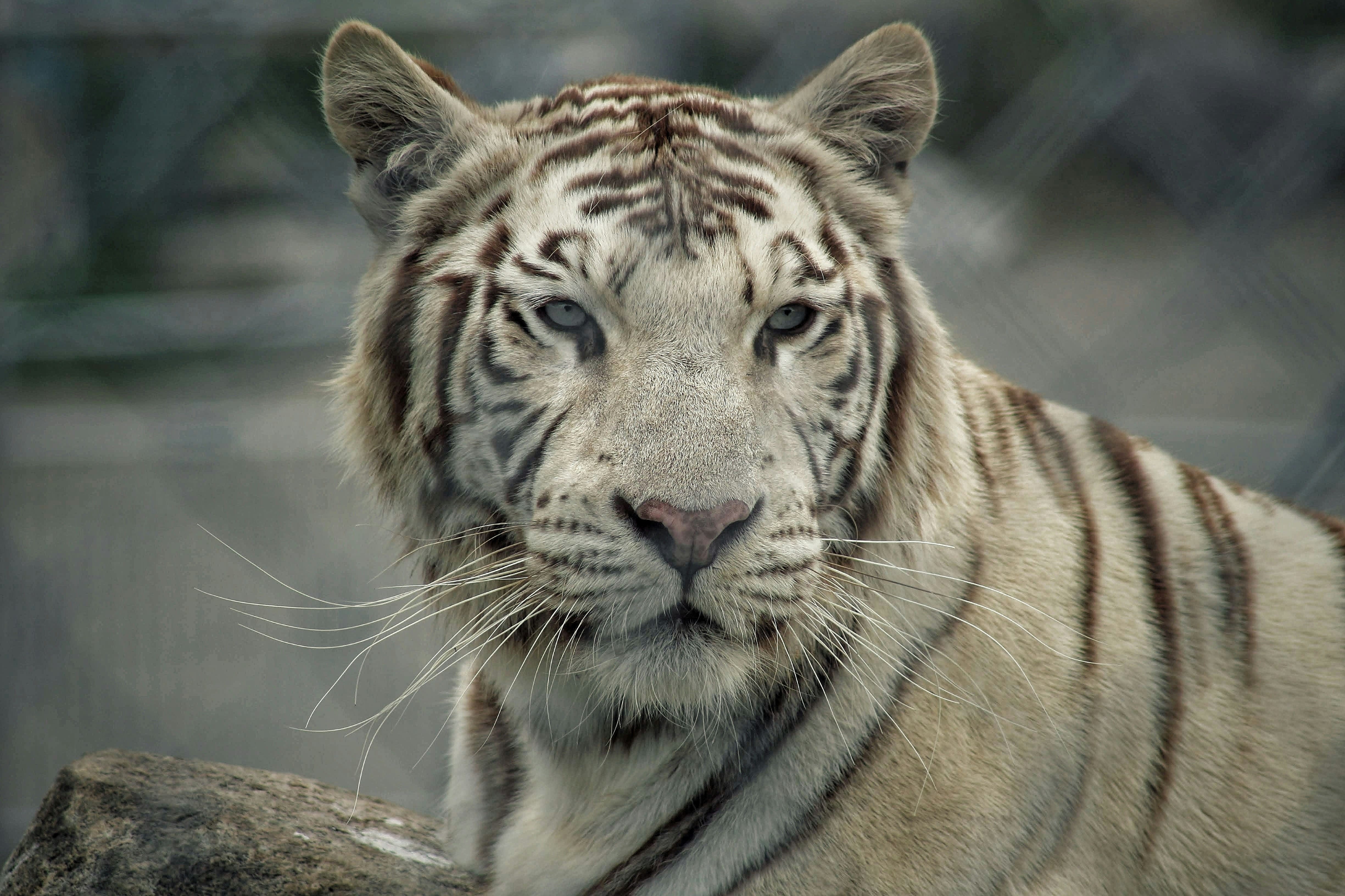 An image of a majestic white tiger 