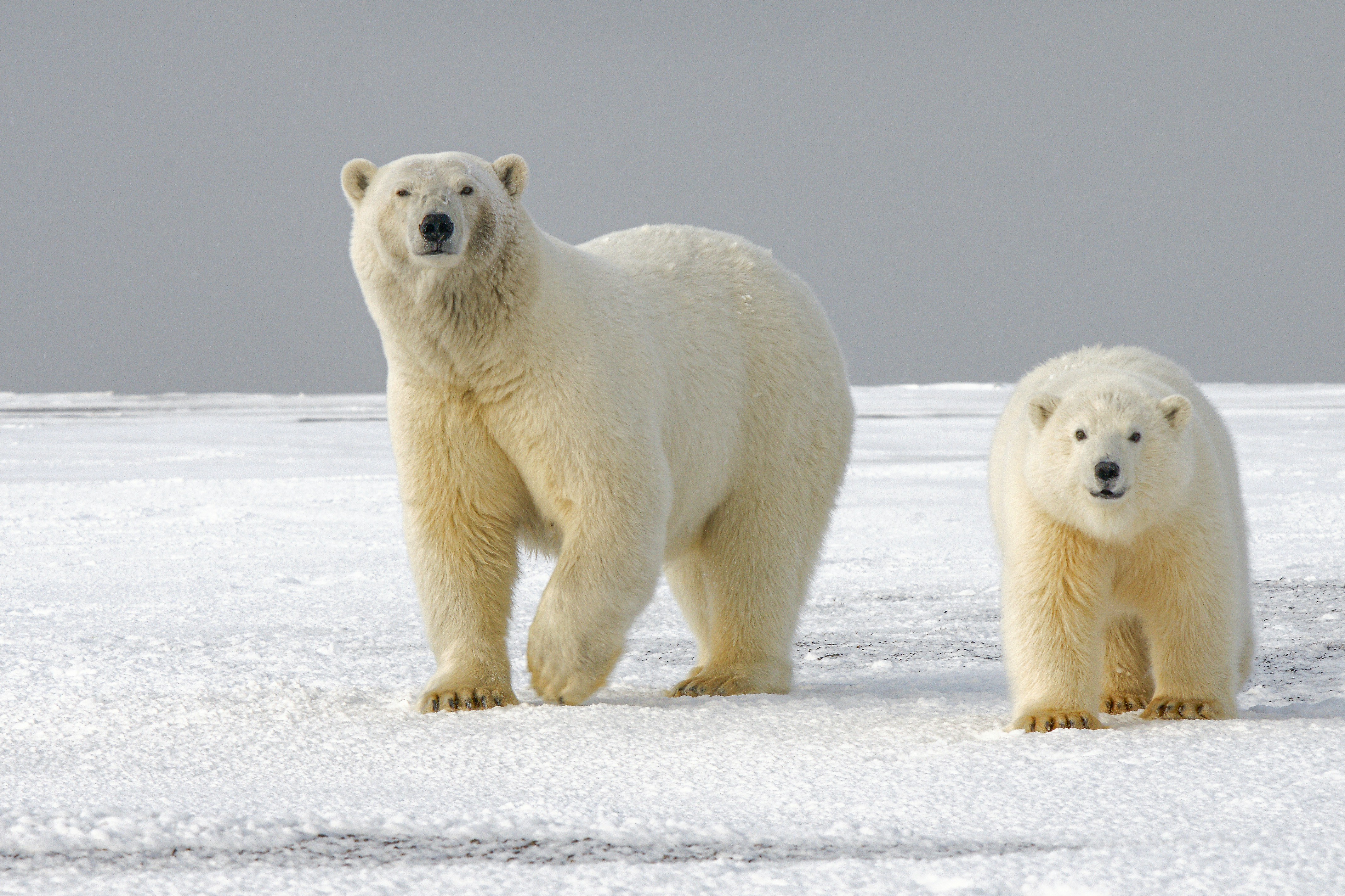 An image of two polar bears in the snow 